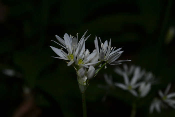 Florinel Todorut