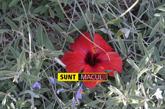 alexandru grigorovici