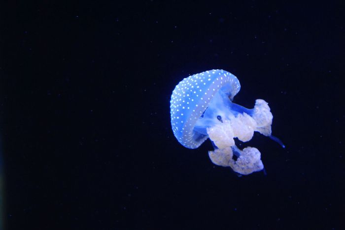 Vezi imaginea la marimea originala