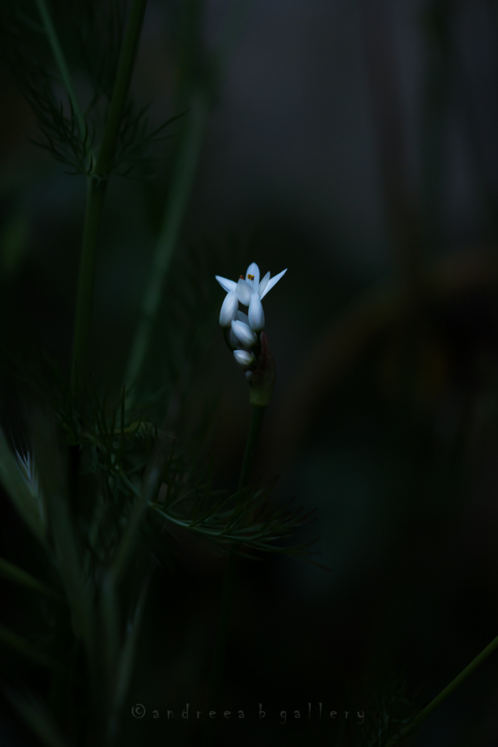 Vezi imaginea la marimea originala
