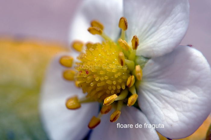Vezi imaginea la marimea originala