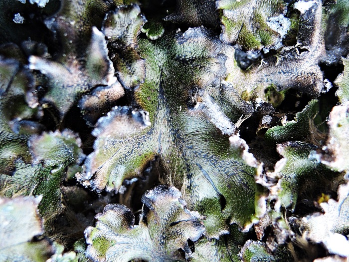 Vezi imaginea la marimea originala