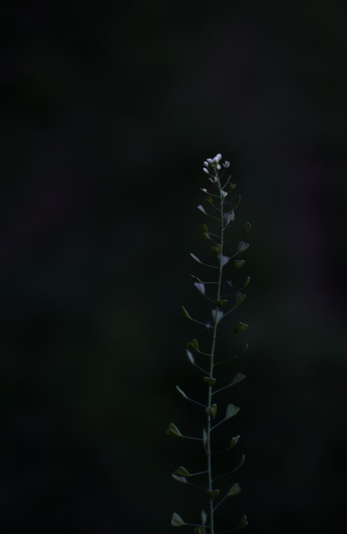 Vezi imaginea la marimea originala